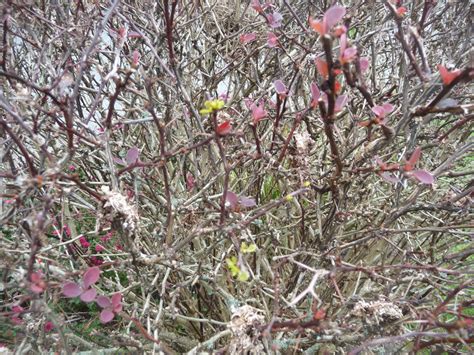 barberry bush disease pictures.